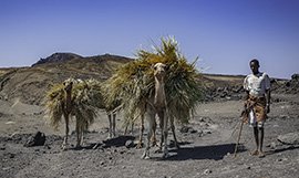 Djibouti